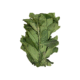 Bitter leaves